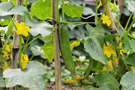 黄瓜的养殖方法和注意事项