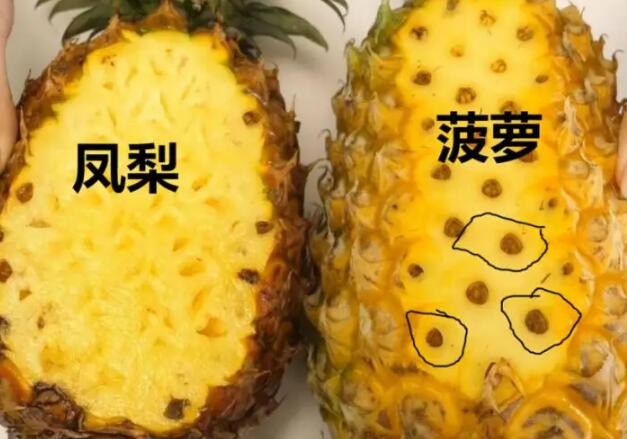 凤梨和菠萝的区别（如何正确区分凤梨和菠萝）