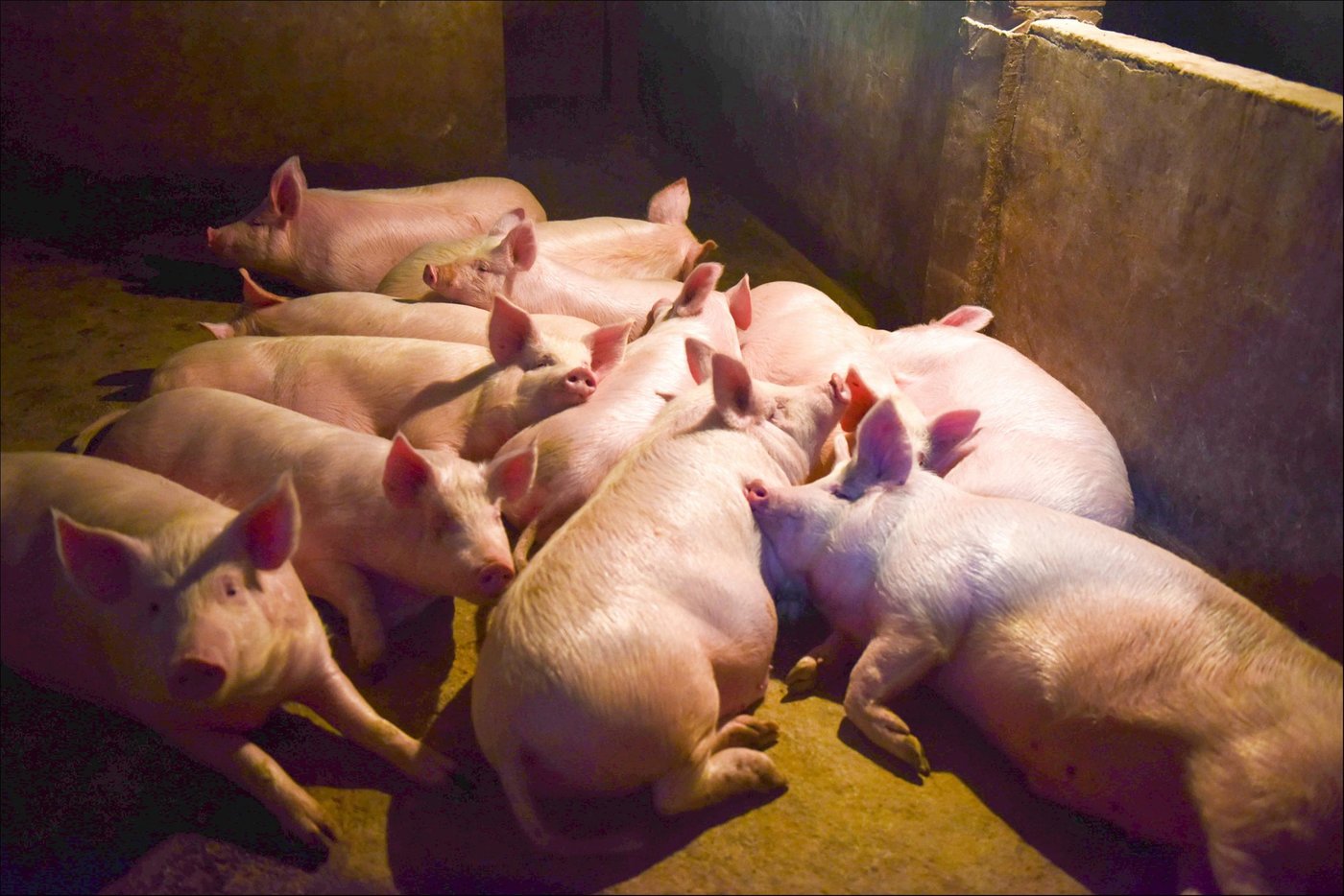 天邦食品业绩下修、少赚6亿，生猪价格能否止跌回暖？