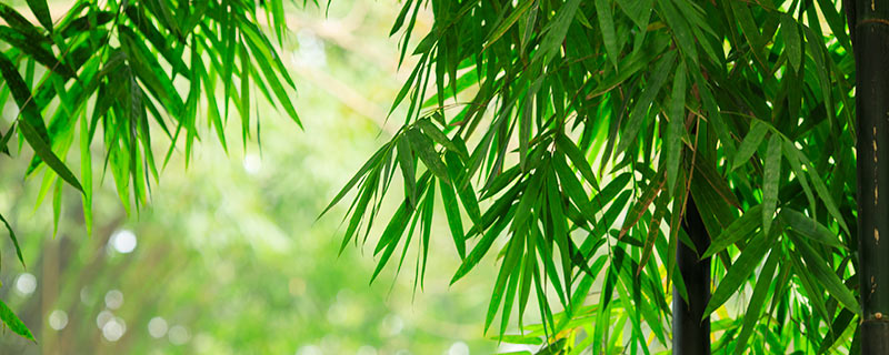 夏威夷竹子怎么养才能更旺盛