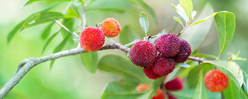台州特色水果