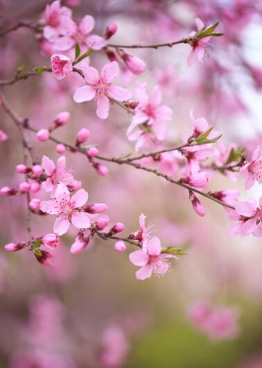 桃花是什么季节开的