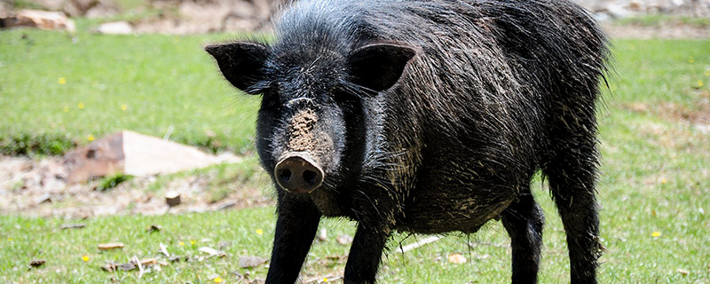 专家解释杀年猪是否违法