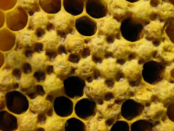 蜂巢是什么形状