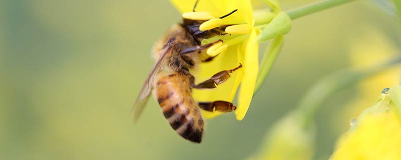 蜜蜂怎么辨别气味大小
