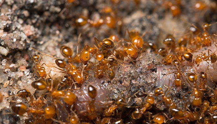 家里有小黄蚂蚁的原因图片