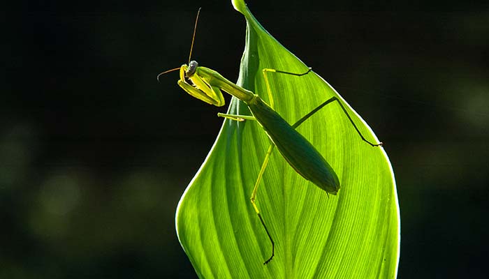 昆虫记螳螂的生活习性