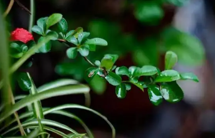 2023年苏州梅雨季节