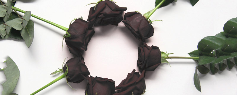 黑玫瑰花语寓意和象征