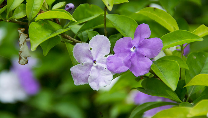 双色茉莉怎么修剪开花多又好看