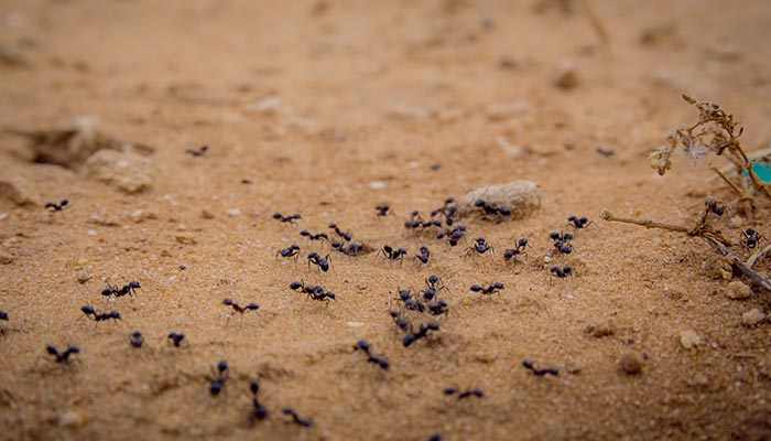 蚂蚁的特点和习性是什么视频