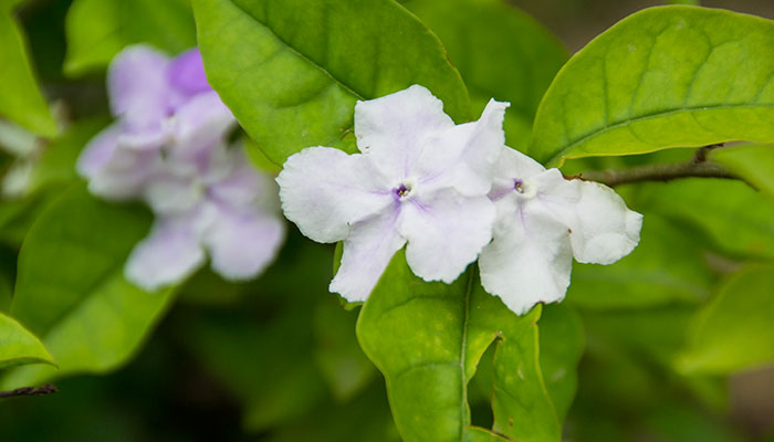 双色茉莉怎么修剪开花多又好看