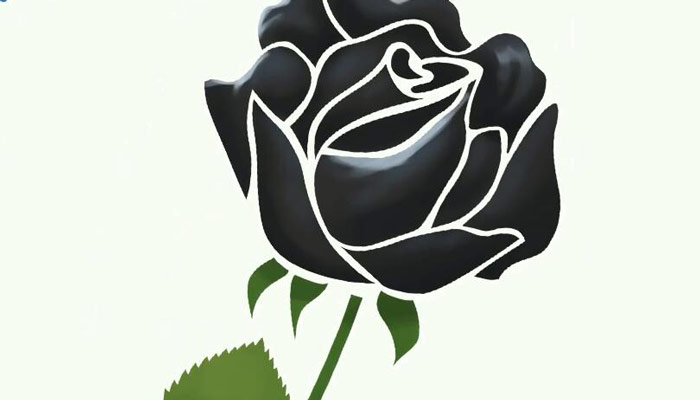 黑玫瑰花语寓意和象征