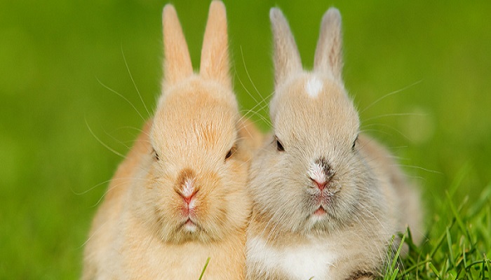侏儒兔能长多大多少斤