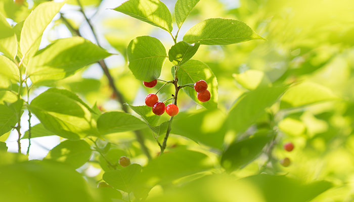 果树花期施什么肥料