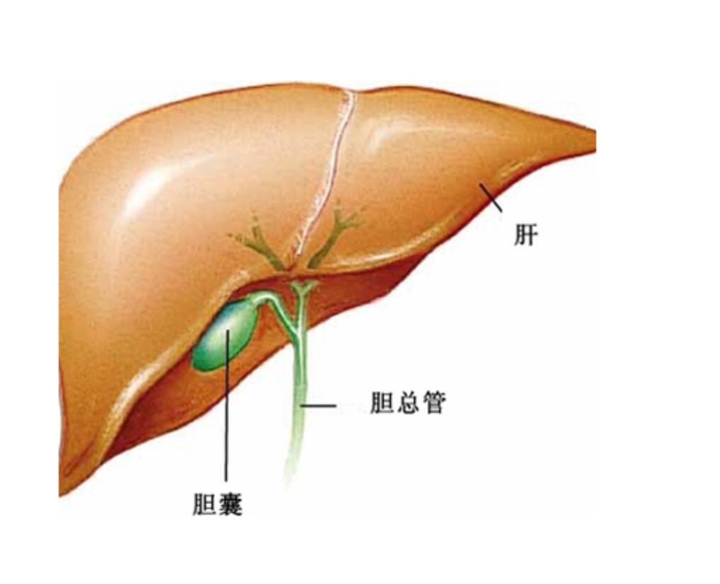 胆结石怎么治疗最好的方法