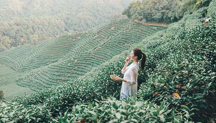 喝谷雨茶有什么好处和坏处