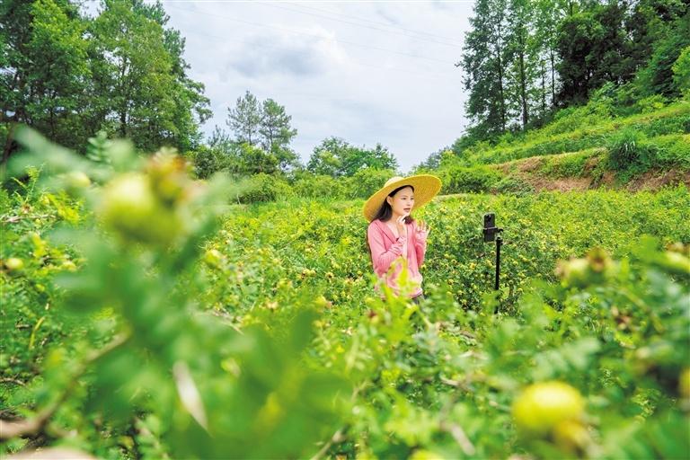 “贵州味道”乘风出大山，抖音电商助力贵州刺梨销售