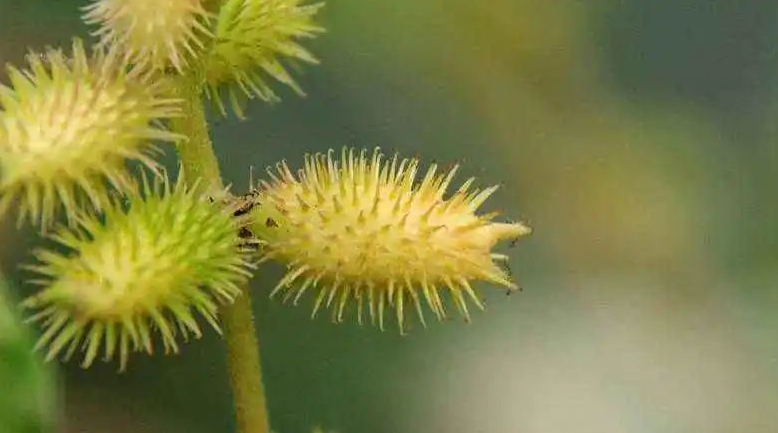 苍耳能治类风湿吗