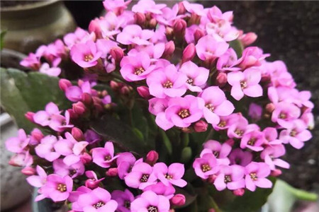 鸡蛋茄种植总结长叶子怎么写