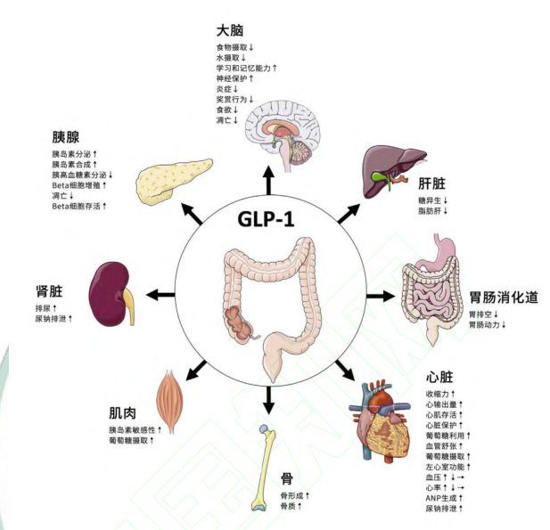 减肥药正在疯狂收割