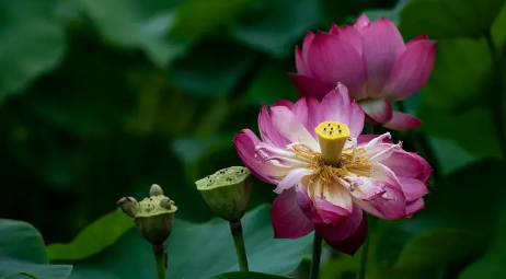 武汉荷花绽放是什么季节