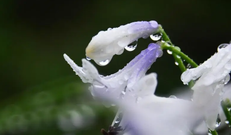 长白山雨季为什么这么长