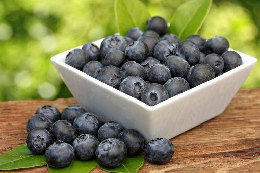 蓝莓的原花青素含量