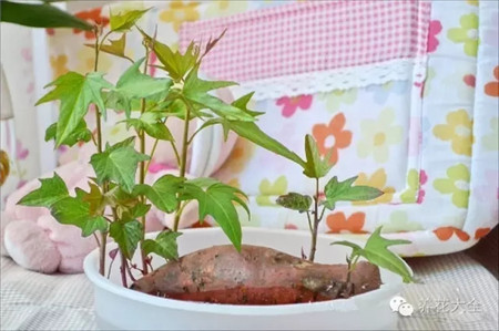 它在花盆里抱着花枝