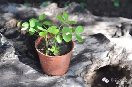 它在花盆里抱着花枝