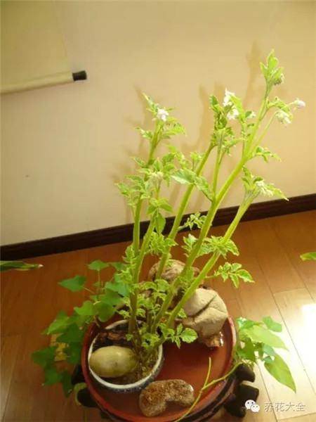 它在花盆里抱着花枝