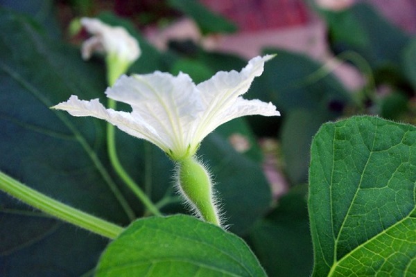 葫芦花的寓意是什么