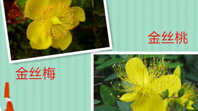 金丝桃是两性花吗