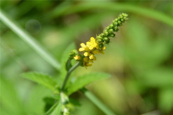 龙芽的功效与作用是什么