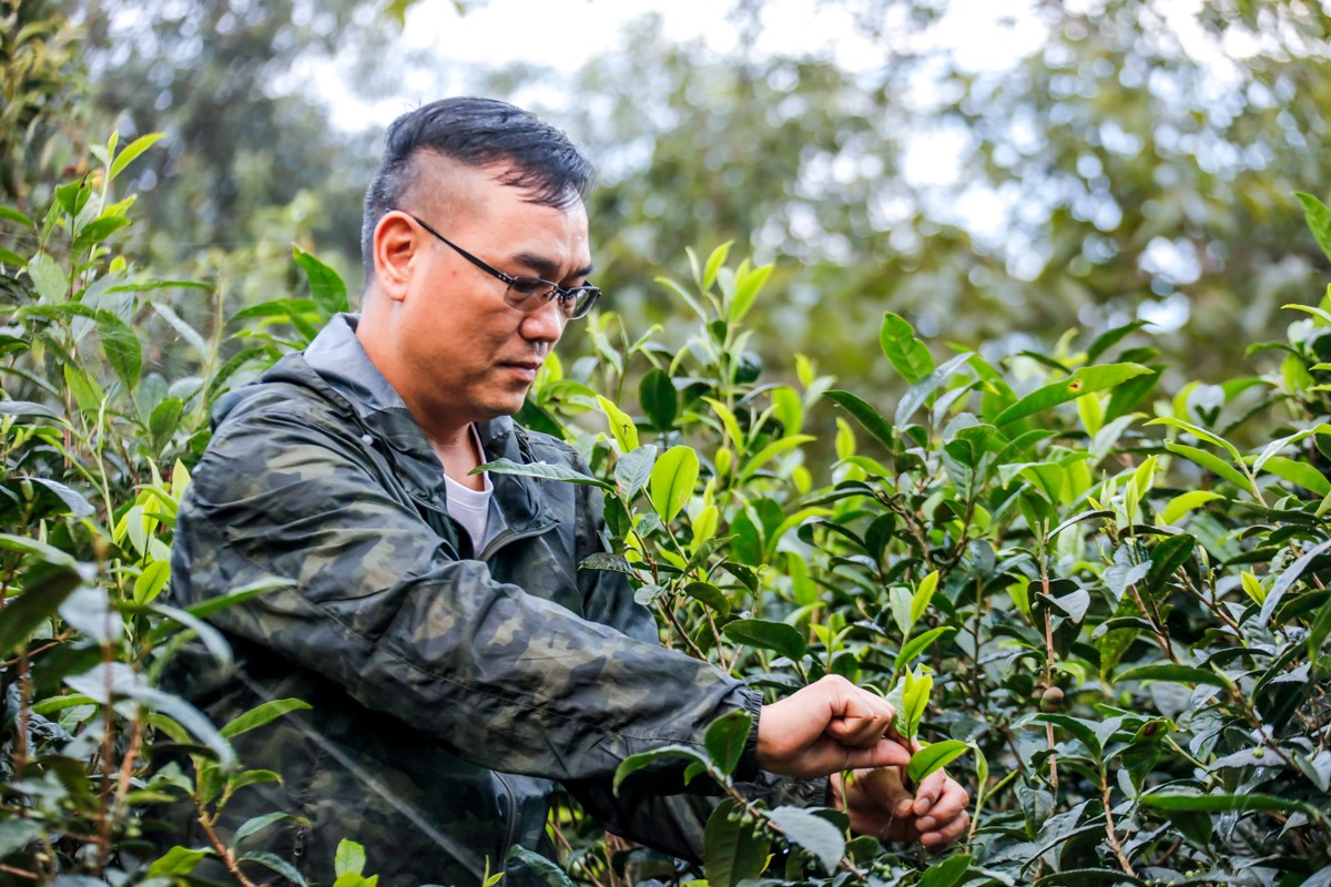 传中国茶人匠心，佰年尚普以好茶传递健康生活理念