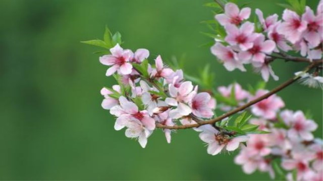 山桃花和碧桃花区别