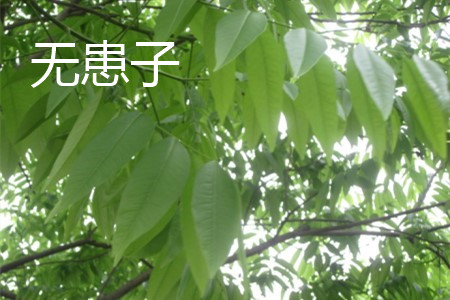 黄山栾树与无患子树皮区别