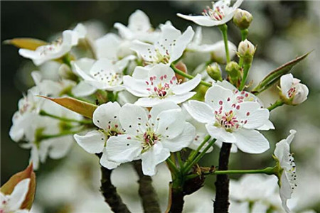 水果从开花到结果的句子