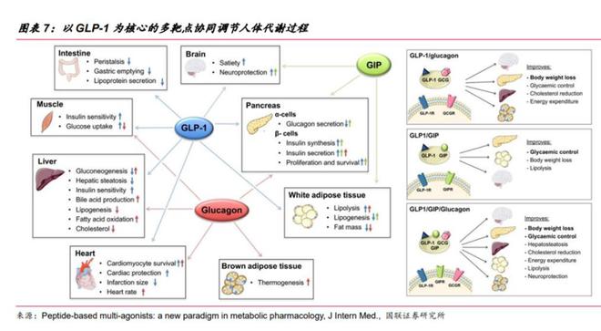 不仅减肥还治肾病？概念股板块大涨，“减肥神药”GLP-1能有多神？