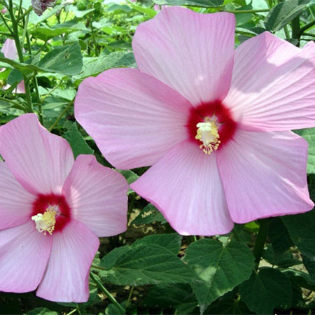 芙蓉葵繁殖方法