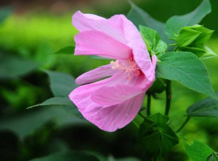 芙蓉葵繁殖方法