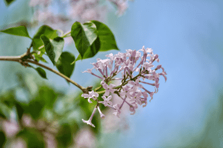 丁香花花期是多长时间