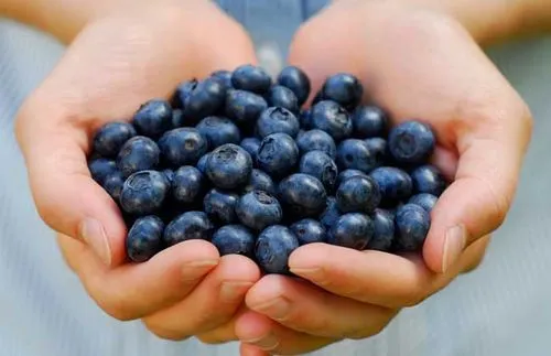 蓝莓表面白的是什么