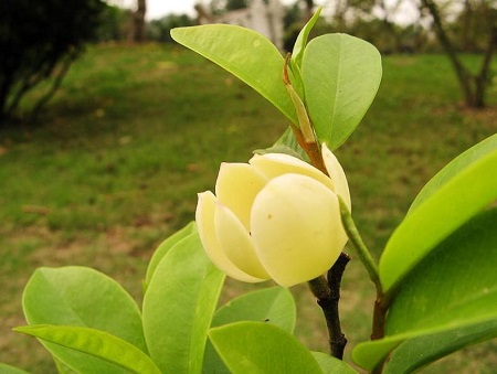 含笑花开花前怎么养护好