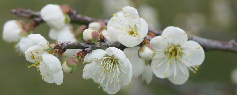 腊梅花买回来要加水嘛