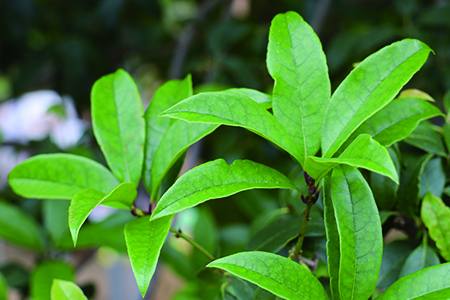 院子里种植桂花树好吗