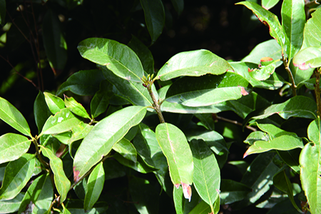 院子里种植桂花树好吗