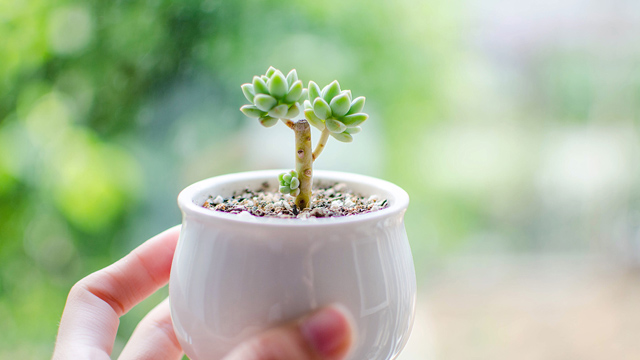 多肉植物怎么种植