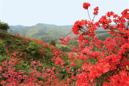 杜鹃花怎么养才能更旺盛