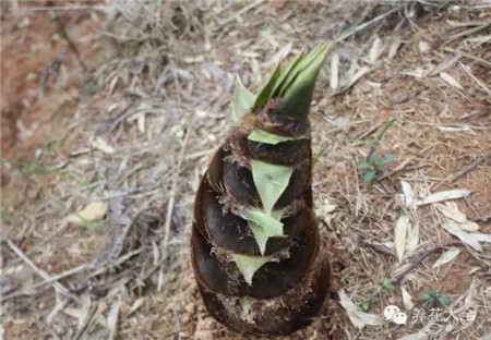 家有宠物养什么植物好